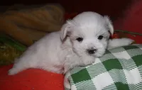 Cole, a male Maltese for sale in Billings, MO – 2 of 7