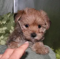 Moses , a male Morkie for sale in Billings, MO – 2 of 9