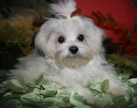 Noah, a male Maltese for sale in Billings, MO – 7 of 9