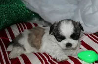 Charlie, a male Shih Tzu for sale in Billings, MO – 5 of 9