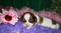 LuLu, a female Shih Tzu for sale in Billings, MO – Photo 7 of 9