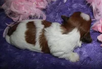 LuLu, a female Shih Tzu for sale in Billings, MO – Photo 5 of 9