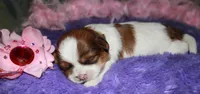 LuLu, a female Shih Tzu for sale in Billings, MO – Photo 2 of 9