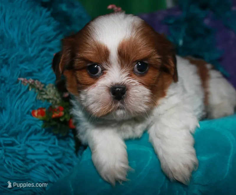 LuLu – Shih Tzu puppy for sale in Billings, MO