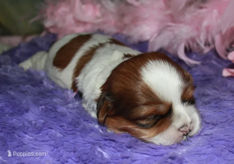 LuLu – Shih Tzu puppy for sale in Billings, MO