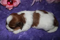 LuLu, a female Shih Tzu for sale in Billings, MO – Photo 8 of 9