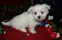Chester, a male Maltese for sale in Billings, MO – 2 of 9