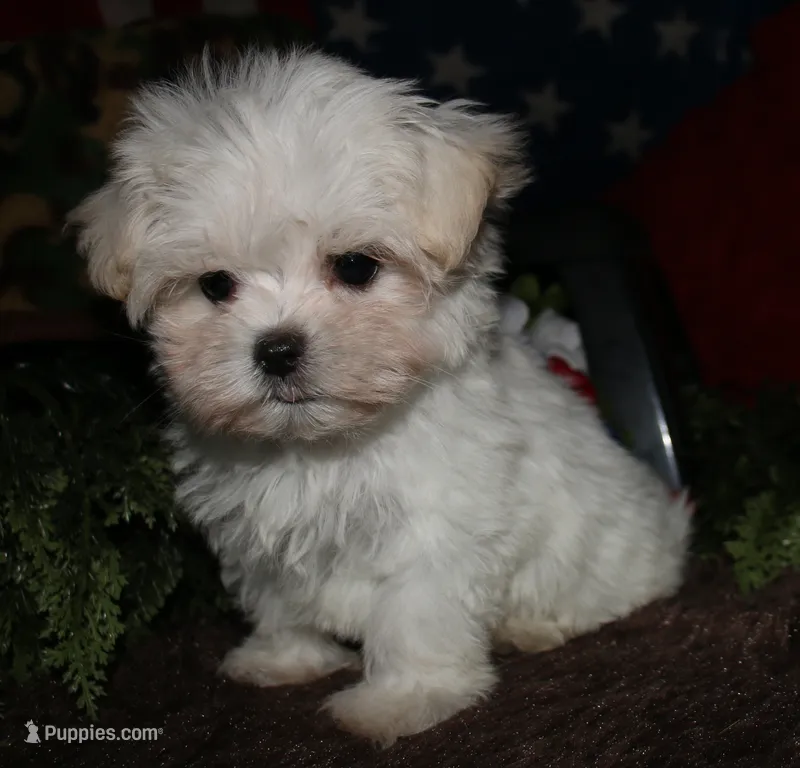 Noah – Maltese puppy for sale in Billings, MO