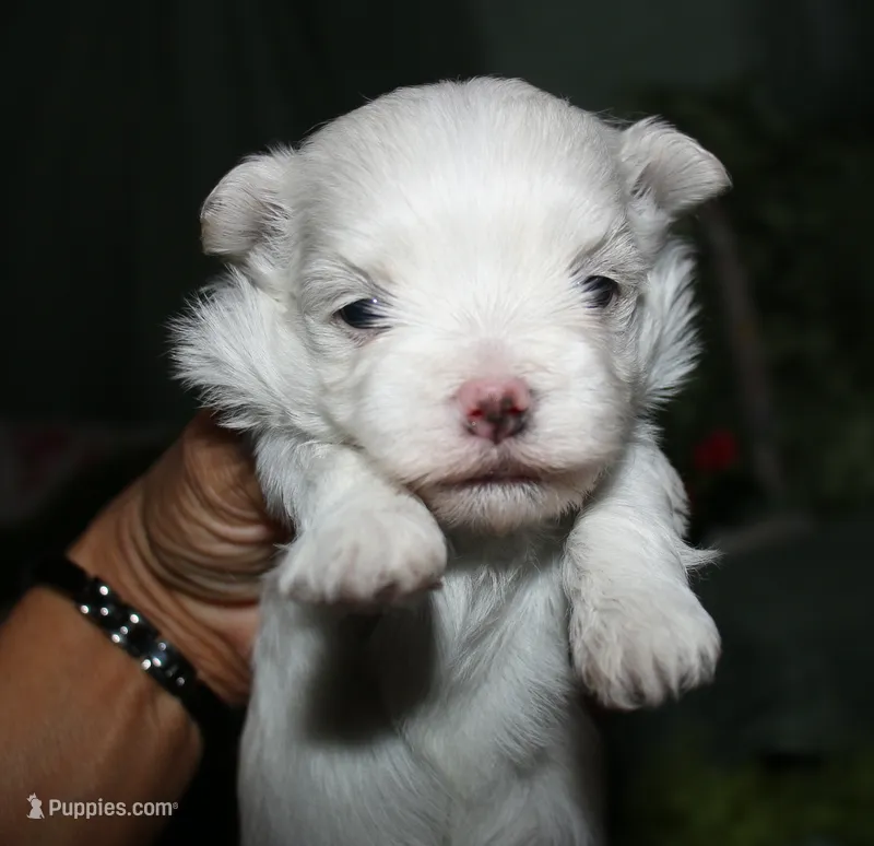 Bruiser – Maltese puppy for sale in Billings, MO
