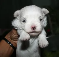 Bruiser, a male Maltese for sale in Billings, MO – 1 of 9