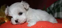 Destiney, a female Maltese for sale in Billings, MO – 3 of 8