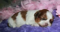 Ellie, a female Shih Tzu for sale in Billings, MO – Photo 3 of 9