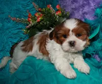 Ellie, a female Shih Tzu for sale in Billings, MO – 5 of 9