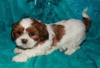 Ellie, a female Shih Tzu for sale in Billings, MO – 2 of 9