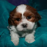 Ellie, a female Shih Tzu for sale in Billings, MO – 8 of 9