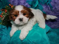 Ellie, a female Shih Tzu for sale in Billings, MO – 7 of 9