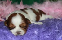 Ellie, a female Shih Tzu for sale in Billings, MO – Photo 2 of 9