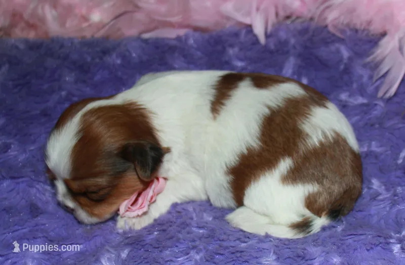 Ellie – Shih Tzu puppy for sale in Billings, MO