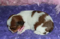 Ellie, a female Shih Tzu for sale in Billings, MO – Photo 1 of 9