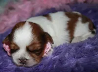 Ellie, a female Shih Tzu for sale in Billings, MO – Photo 9 of 9