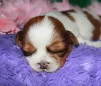 Ellie, a female Shih Tzu for sale in Billings, MO – Photo 4 of 9