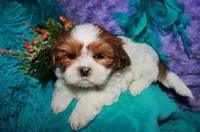 Ellie, a female Shih Tzu for sale in Billings, MO – 9 of 9