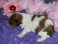 Ellie, a female Shih Tzu for sale in Billings, MO – Photo 5 of 9