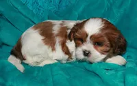 Ellie, a female Shih Tzu for sale in Billings, MO – 3 of 9