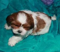 Ellie, a female Shih Tzu for sale in Billings, MO – 4 of 9