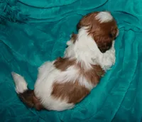 Ellie, a female Shih Tzu for sale in Billings, MO – 6 of 9