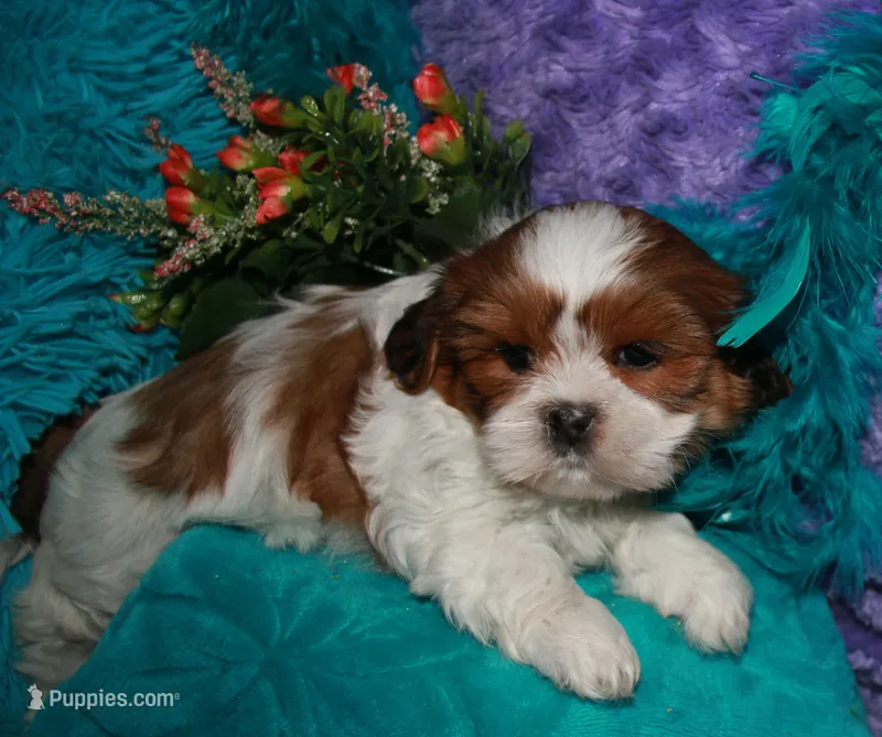Ellie – Shih Tzu puppy for sale in Billings, MO