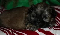 Dolly, a female Shih Tzu for sale in Billings, MO – 3 of 9