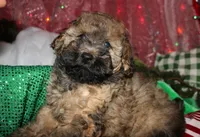 Theodore, a male Maltipoo for sale in Billings, MO – 3 of 10