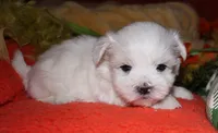 Cole, a male Maltese for sale in Billings, MO – 4 of 7