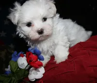 Bruiser, a male Maltese for sale in Billings, MO – 2 of 9