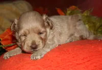 Gizmo, a male Maltipoo for sale in Billings, MO – 5 of 9