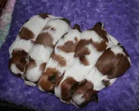 Hooch, a male Shih Tzu for sale in Billings, MO – Photo 9 of 9