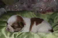 Hooch, a male Shih Tzu for sale in Billings, MO – Photo 2 of 9