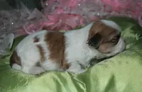 Hooch, a male Shih Tzu for sale in Billings, MO – Photo 8 of 9