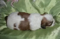 Hooch, a male Shih Tzu for sale in Billings, MO – Photo 7 of 9