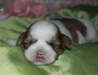 Hooch, a male Shih Tzu for sale in Billings, MO – Photo 6 of 9