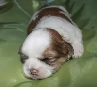 Hooch, a male Shih Tzu for sale in Billings, MO – Photo 3 of 9