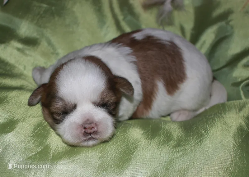 Hooch – Shih Tzu puppy for sale in Billings, MO