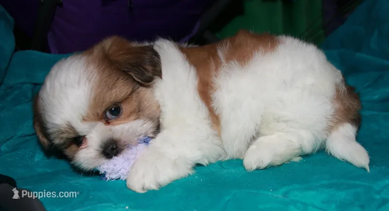Hooch – Shih Tzu puppy for sale in Billings, MO