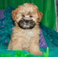 Luke, a male Shihpoo for sale in Billings, MO – 3 of 9