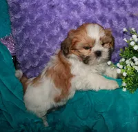 MoJo, a male Shih Tzu for sale in Billings, MO – 5 of 9