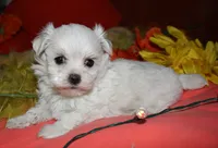 Casper , a male Maltese for sale in Billings, MO – 7 of 9