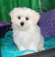 Shiloh , a female Shihpoo for sale in Billings, MO – 4 of 10