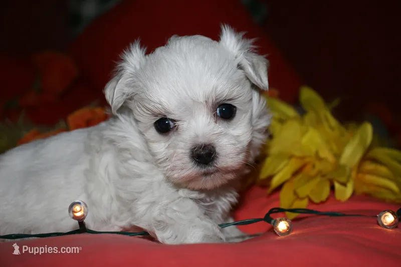 Casper  – Maltese puppy for sale in Billings, MO