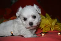 Casper , a male Maltese for sale in Billings, MO – 1 of 9